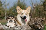 CORGI PEMBROKE 1012